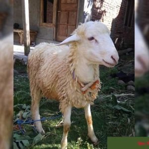 domba qurban purwokerto paket standart