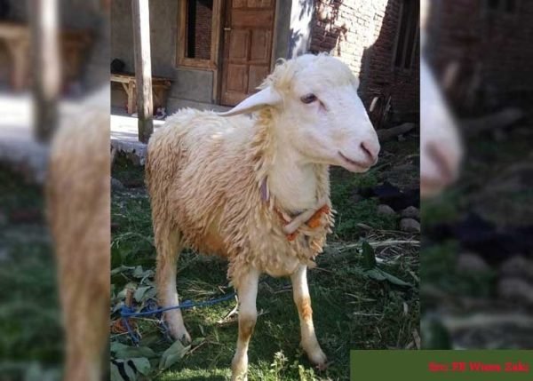 domba qurban purwokerto paket standart