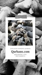 Kambing Kurban