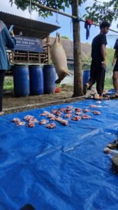 Jasa Potong Kambing Kurban