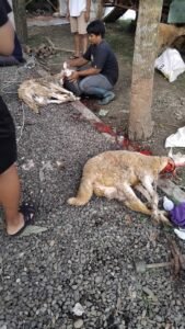 Jasa Potong Kambing Kurban